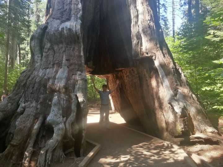 A big tree