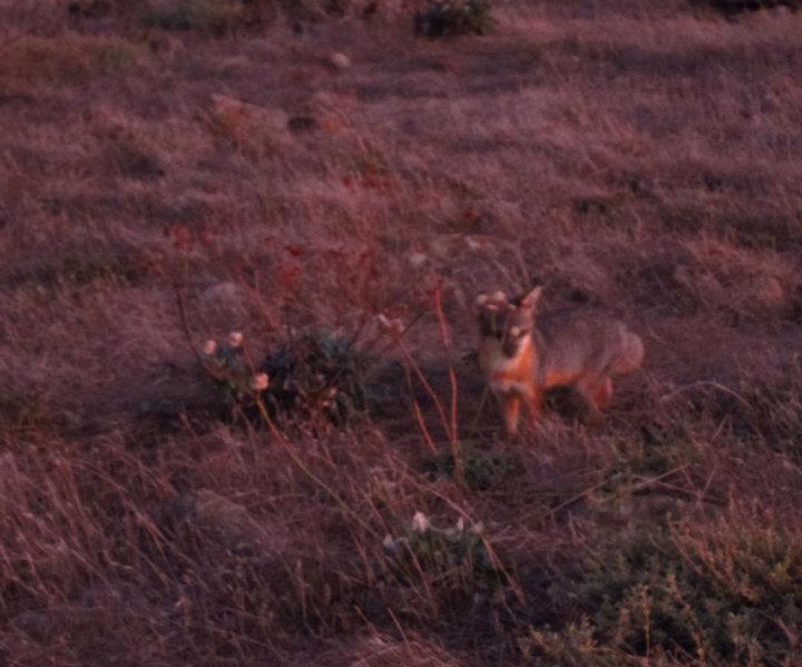 Island Fox