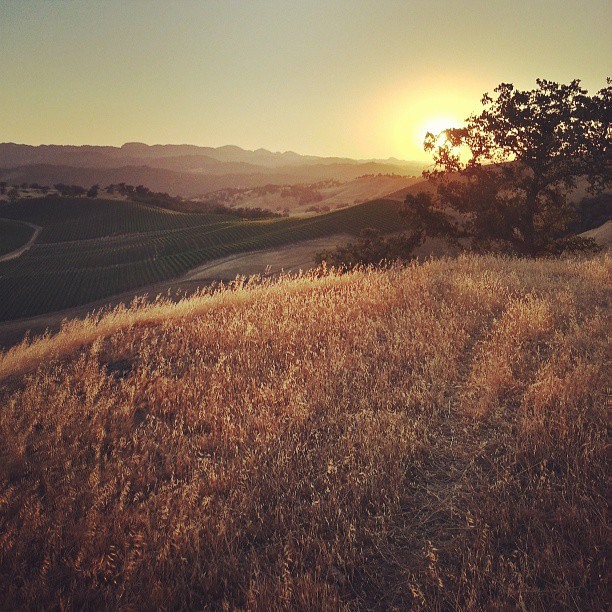 The rolling hills of Paso Robles